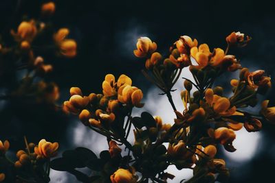 Close-up of yellow flowers blooming against sky