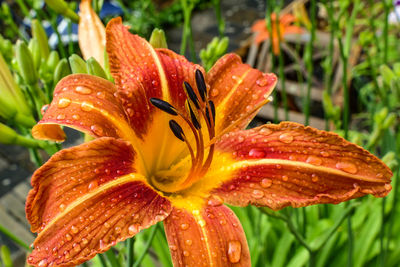 Close-up of raindrops on orange day lily