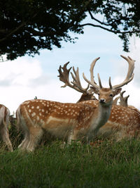 Deer in a field