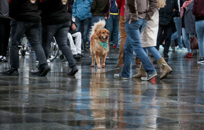 Low section of people walking with dog on floor