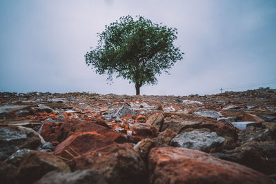 Tree on rock against sky