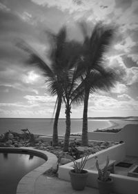 Palm trees on beach against sky