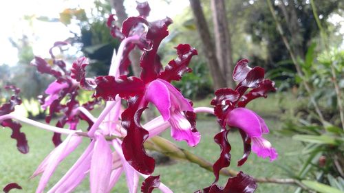 Close-up of pink flowers on tree