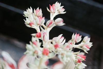 Close-up of pink flowers growing outdoors