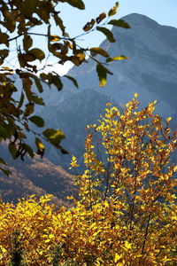 Yellow flowering plants by trees against sky