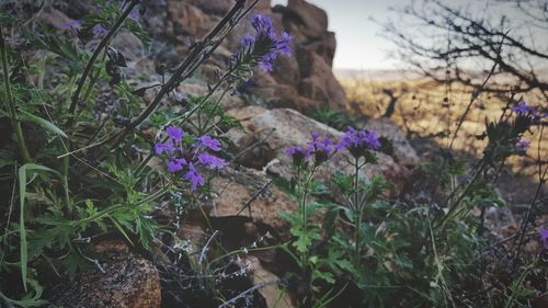 Close-up of purple flowers blooming on field