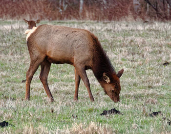 Horse grazing on field