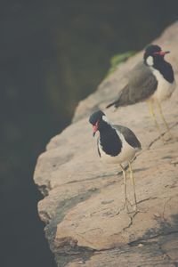 Close-up of birds