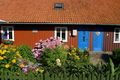 Flowers growing outside house