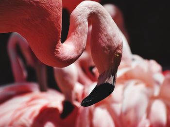 Close-up of a bird