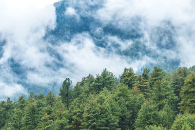 Low angle view of pine trees against sky