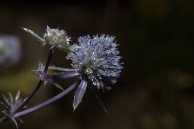 Close-up of flower blooming outdoors