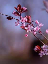 Close-up of pink cherry blossom