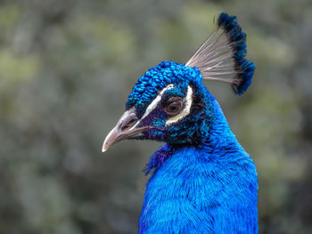 Close-up of a peacock