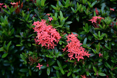 Close-up of red flowers blooming outdoors