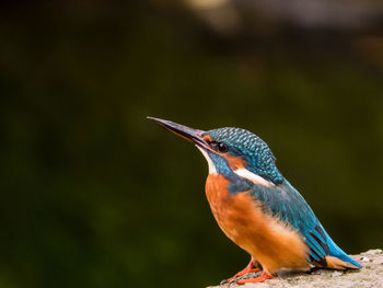 Close-up of a bird