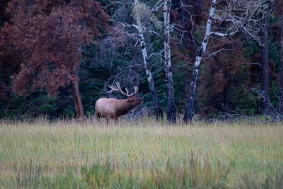 Side view of deer in forest