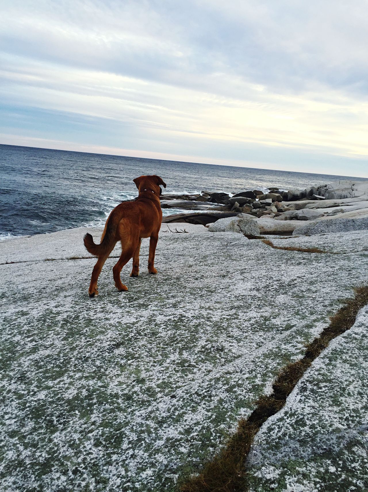 Dogs exploring