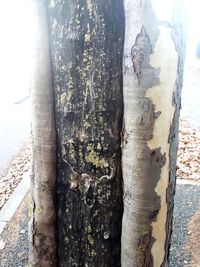 Close-up of tree trunk