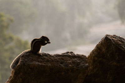 Low angle view of lizard on rock