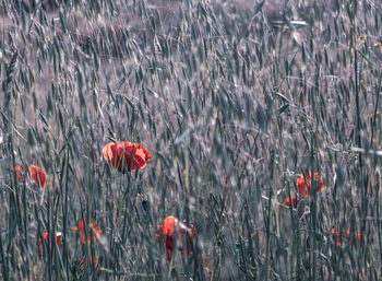 Close-up of red poppy flowers in field