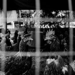 Close-up of birds