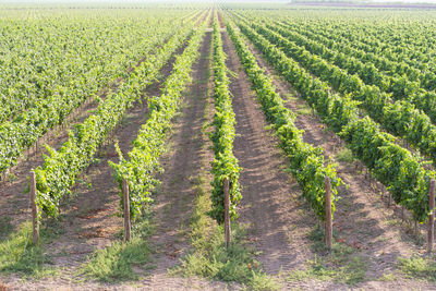 View of vineyard