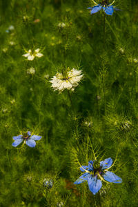 Close-up of purple flowers blooming in field