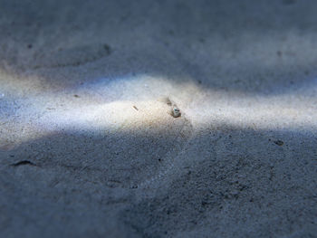 High angle view of an animal on beach