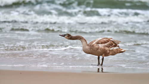 Young brown colored white swan walking by blue waters of baltic sea. swan chick with brown feathers
