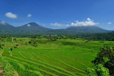 Scenic view of agricultural field against sky. jatiluwih rice terrace, tabanan, bali, indonesia