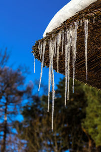 Long icicles under direct sunlight with blurry blue sky and forest in the background