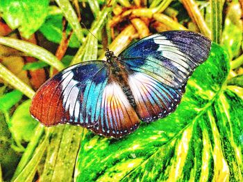 Close-up of butterfly on leaf