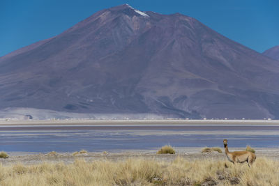 Llama looking at camera in the antofagasta region in chile