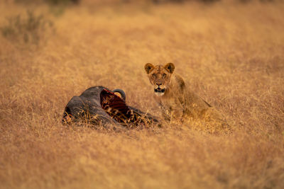 Lioness standing on field