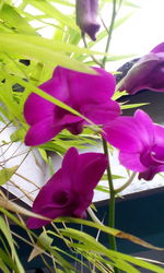 Close-up of pink orchid