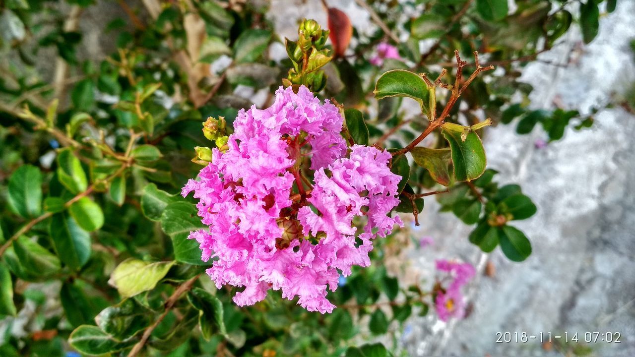 CLOSE-UP OF PINK FLOWERING PLANT AGAINST PURPLE WALL