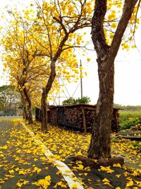 Yellow flowering tree on field