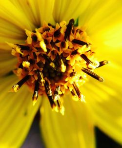 Close-up of yellow flower