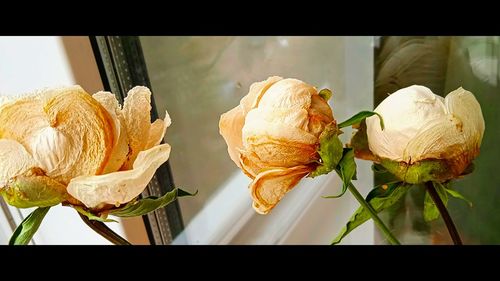 Close-up of rose bouquet