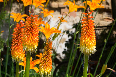 Close-up of orange flowering plant