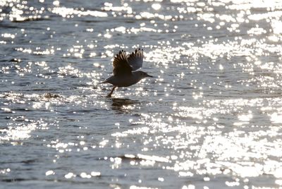 Bird flying over sea