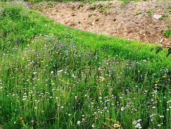 High angle view of white flowers blooming in field