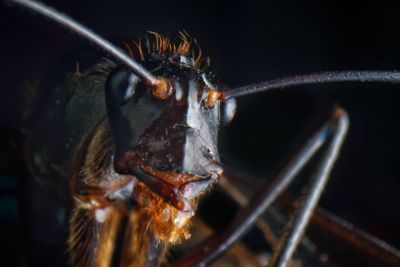 Close-up of insect