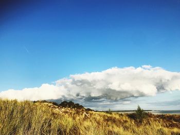 Scenic view of field against blue sky