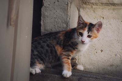 Close-up of cat