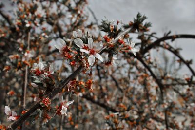Close-up of cherry blossoms