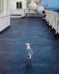 Seagull perching on railing