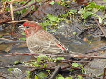 Bird in water