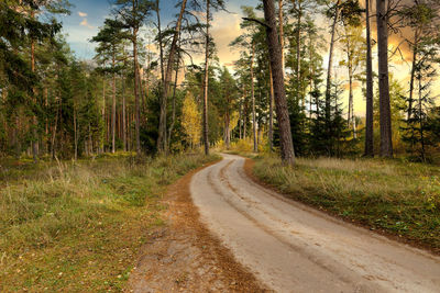 Dirt road passing through forest